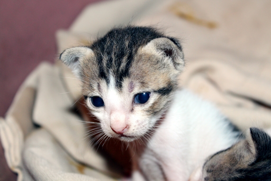 cute-kitten